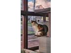 Adopt Skye a Calico or Dilute Calico Domestic Shorthair (short coat) cat in