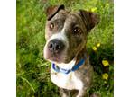 Adopt Denver a Brindle Mixed Breed (Medium) / Mixed dog in Auburn, AL (38164892)
