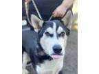 Adopt CHUCKY a Black - with White Husky / Mixed dog in Redlands, CA (36109496)