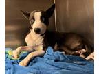 Adopt DAISY a Black - with White Husky / Mixed dog in San Antonio, TX (36789125)
