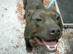 Adopt CHANCE a Black American Pit Bull Terrier / Mixed dog in Atlanta