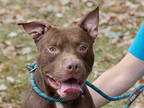 Adopt APPLE YUM a Brown/Chocolate American Pit Bull Terrier / Mixed dog in