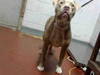 Adopt FAITH a Tan/Yellow/Fawn American Pit Bull Terrier / Mixed dog in Atlanta