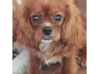 Cavalier King Charles Spaniel Puppy for sale in Gig Harbor, WA, USA