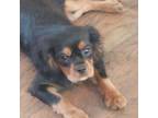 Cavalier King Charles Spaniel Puppy for sale in Gig Harbor, WA, USA