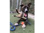 Adopt BRUNO a Brindle - with White German Shepherd Dog / American Pit Bull