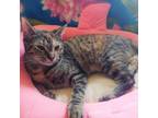 Adopt Yana a Brown Tabby Domestic Shorthair (short coat) cat in Greensburg