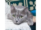 Adopt Magic a Gray or Blue Domestic Shorthair / Mixed cat in Evansville