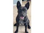 Adopt Luna a Black Blue Lacy/Texas Lacy / Labrador Retriever / Mixed dog in San