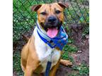 Adopt Emmett a Tan/Yellow/Fawn Mixed Breed (Medium) / Mixed dog in Auburn