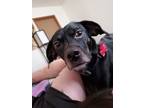Adopt Molly a Black Dachshund / Rat Terrier / Mixed dog in Mishawaka