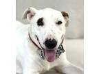 Adopt Tater a White Bull Terrier / Labrador Retriever / Mixed dog in Picayune