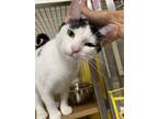 Adopt Lily a White Domestic Shorthair / Domestic Shorthair / Mixed cat in South