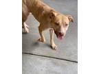 Adopt Beeko a Tan/Yellow/Fawn American Pit Bull Terrier / Mixed dog in Baton