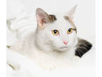 Adopt Malikai a White Domestic Shorthair / Domestic Shorthair / Mixed cat in