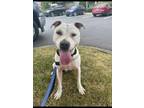 Adopt Max a White American Staffordshire Terrier dog in Garner, NC (38080381)