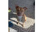 Adopt Colby a Tan/Yellow/Fawn - with White Pit Bull Terrier dog in Aurora