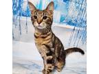 Adopt Yvette a Brown Tabby Domestic Shorthair (short coat) cat in Greensburg