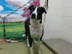 Adopt Debbie a Black - with White Border Collie / Mixed dog in San Marcos