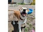 Adopt Tank a Tan/Yellow/Fawn Mixed Breed (Large) / Mixed dog in Wisconsin