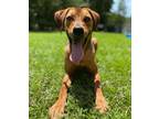 Adopt Scout a Tan/Yellow/Fawn Mixed Breed (Large) / Mixed dog in Covington