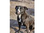 Adopt Buddy a Mixed Breed (Medium) / Mixed dog in WAYNESVILLE, GA (35751460)