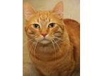 Adopt Ramsey a Orange or Red Domestic Shorthair / Domestic Shorthair / Mixed cat