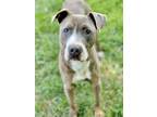 Adopt Donovan a Brown/Chocolate American Pit Bull Terrier / Mixed dog in