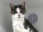 Adopt Dessert a White Domestic Shorthair / Domestic Shorthair / Mixed cat in