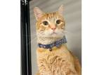 Adopt Nini aka Jessie Lopez De La Cruz a Orange or Red Domestic Shorthair /