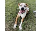 Adopt Tiger a White - with Tan, Yellow or Fawn Pit Bull Terrier / Mixed dog in