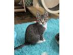 Adopt Kuzko a Brown Tabby Domestic Shorthair (short coat) cat in Fallbrook