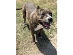 Adopt William a Brown/Chocolate Pit Bull Terrier dog in Opelousas, LA (38129440)