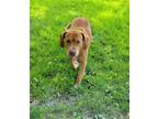 Adopt Marshall a Tan/Yellow/Fawn Mixed Breed (Medium) / Mixed dog in Ashtabula