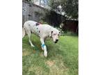 Adopt Adeline a White Great Dane / Mixed dog in Dallas, TX (32685982)
