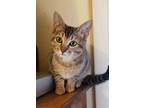 Adopt Nancy a Brown Tabby Domestic Shorthair (short coat) cat in Valdosta