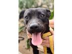 Adopt Scarlett a Black Staffordshire Bull Terrier / Mixed dog in Chula Vista