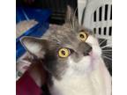 Adopt Buckley a Gray or Blue Domestic Shorthair (short coat) cat in NYC