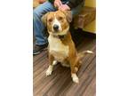 Adopt Sage a White - with Tan, Yellow or Fawn Beagle / Australian Cattle Dog /