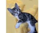 Adopt Cheddar a Brown Tabby Domestic Shorthair (short coat) cat in Alamo