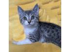Adopt Bun Bun a Brown Tabby Domestic Shorthair (short coat) cat in Alamo