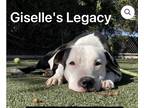Adopt Rascal a Black - with White Pit Bull Terrier / Mixed dog in Los Angeles