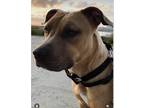 Adopt Princess Buttercup a Brown/Chocolate Pit Bull Terrier / Mixed dog in Los