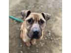 Adopt Joey a Brown/Chocolate Pit Bull Terrier / Mixed dog in Philadelphia