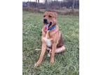 Adopt Gunther a Tan/Yellow/Fawn German Shepherd Dog / Mixed Breed (Large) /