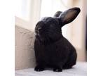 Adopt Ryder a Black Havana / Mixed (short coat) rabbit in Culver City