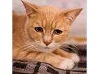 Adopt Penny a Orange or Red American Shorthair / Mixed cat in Temecula