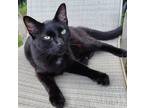 Adopt Whitey a All Black American Shorthair (short coat) cat in Winchester