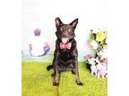 Adopt Viva a Black Labrador Retriever / Mixed dog in Castro Valley