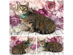 Adopt Dixie a Gray, Blue or Silver Tabby Domestic Shorthair (short coat) cat in